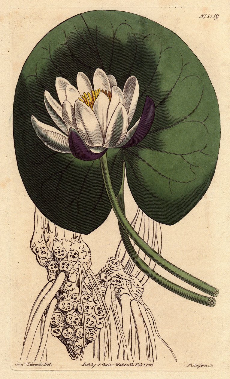 Cup-flowered water lily with large white flower in front of round lily pad, Nymphaea nitida by Sydenham Teast Edwards