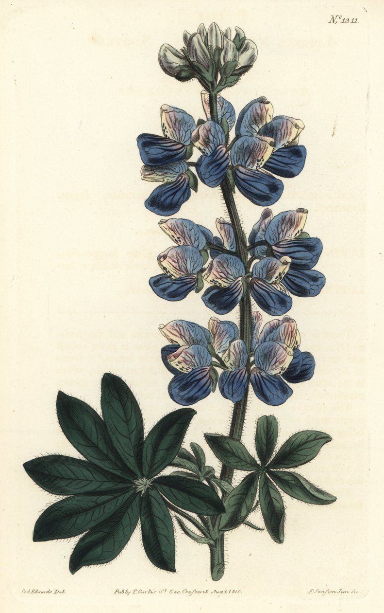Nootka-Sound lupin, Lupinus nootkatensis. by Sydenham Teast Edwards