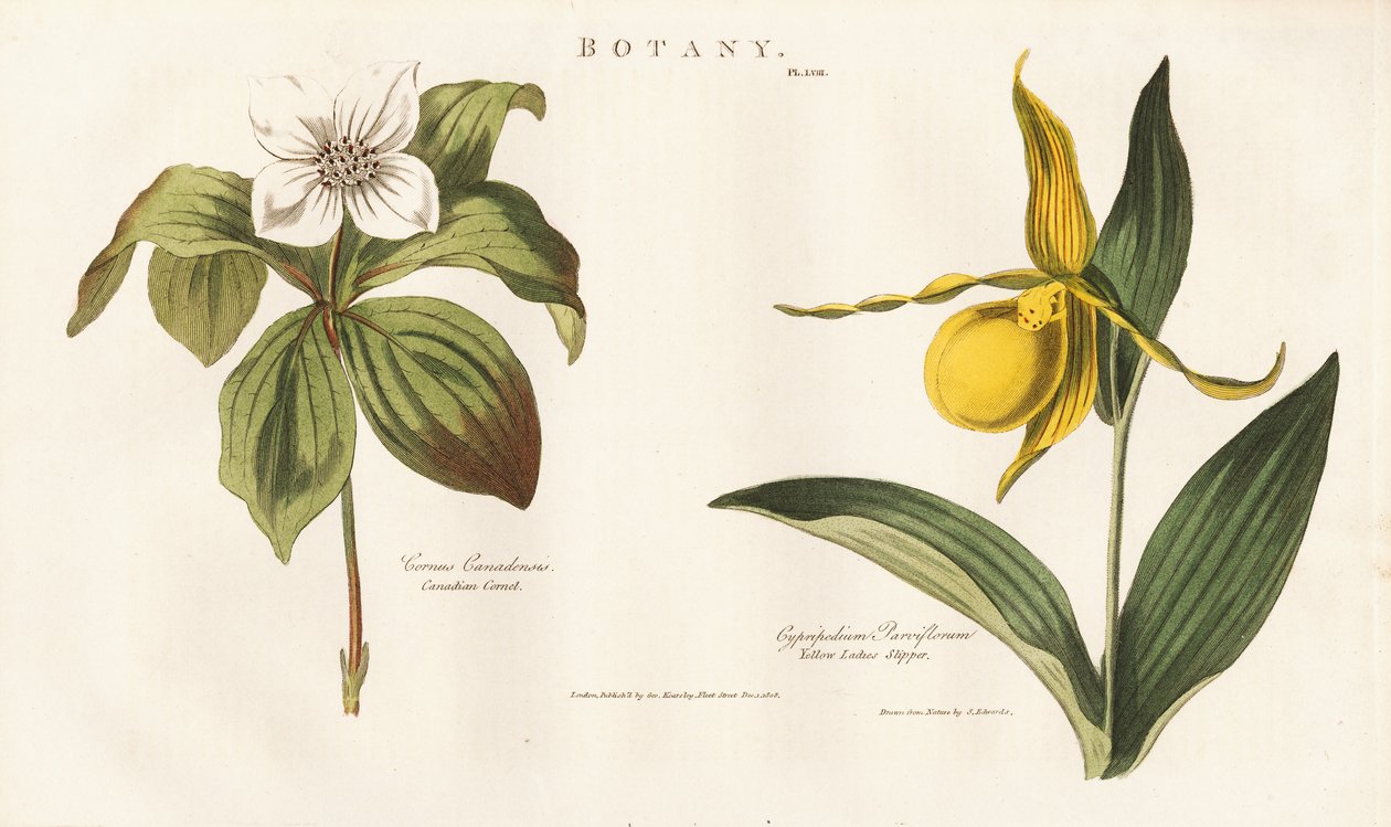 North American Wildflowers: Canadian Bunchberry and Yellow Lady