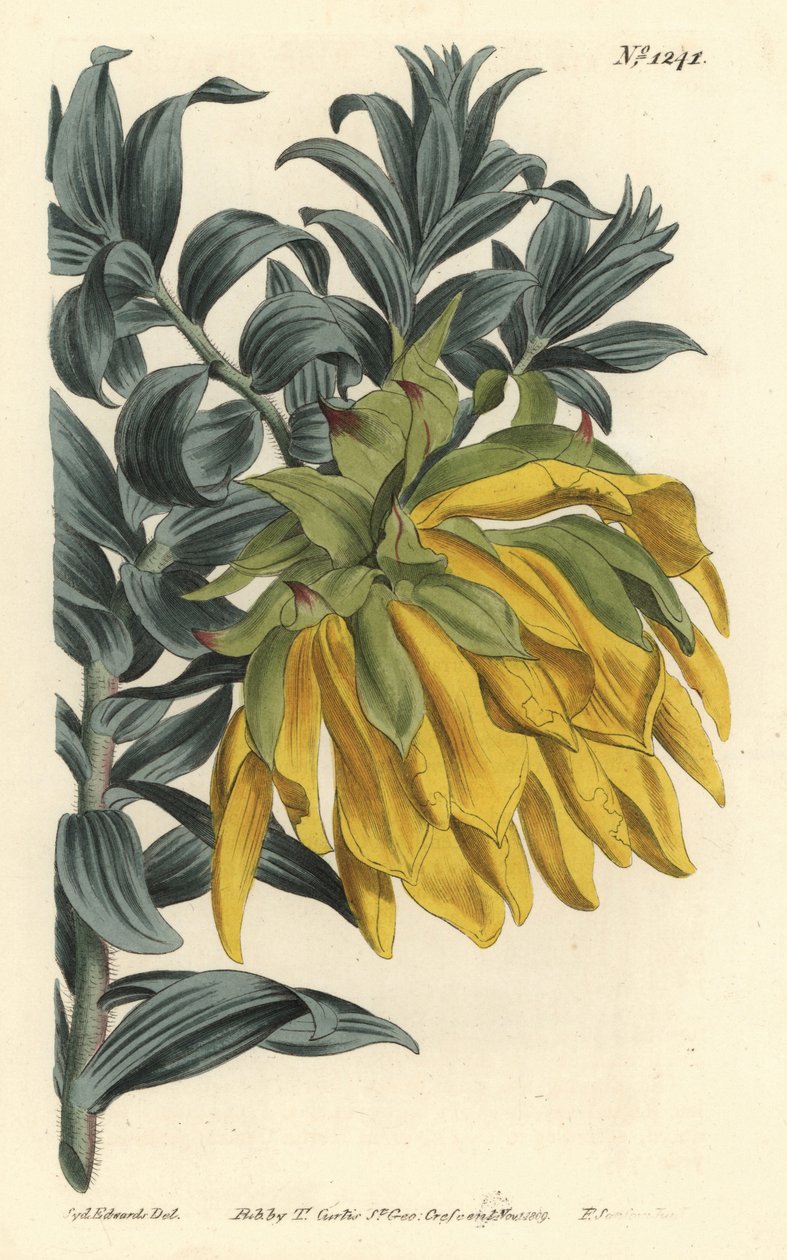 Orange nodding-head or mountain dahlia, Liparia splendens (Ruscus-leaved liparia, Liparia sphaerica) by Sydenham Teast Edwards