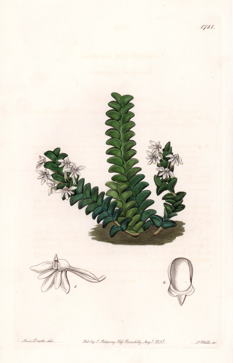 Orchid: Angraecum Variety, Native of Equatorial Africa by Sydenham Teast Edwards