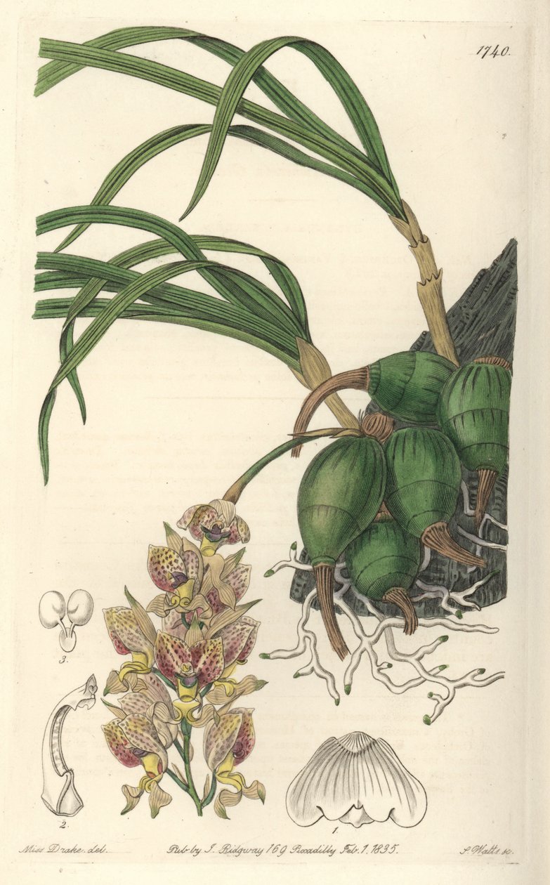 Orchid Grobya, with Yellow and Purple Flowers, Native of Brazil by Sydenham Teast Edwards