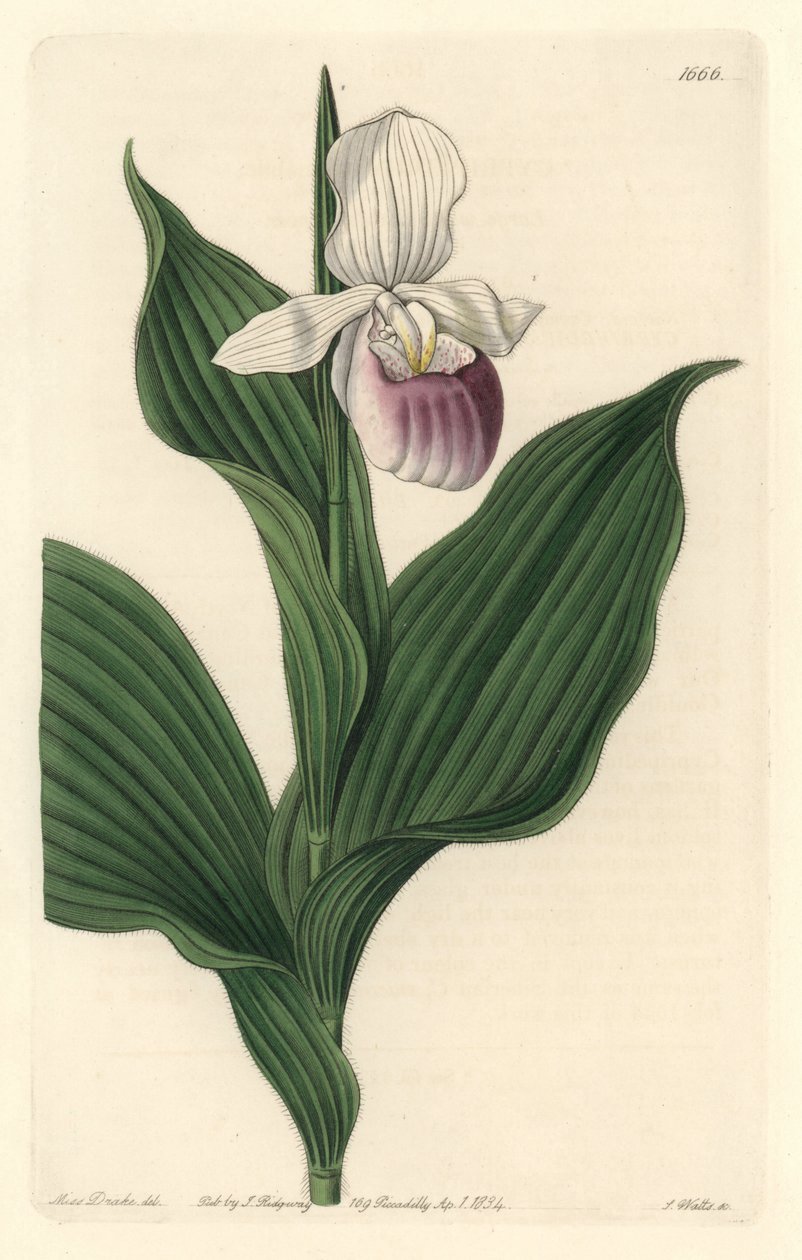 Royal Cypripede from the Botanical Register by Sydenham Teast Edwards