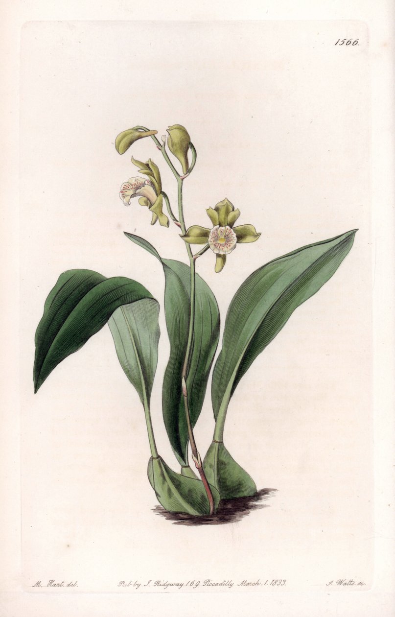Orchid: Maxillary in Bunches by Sydenham Teast Edwards