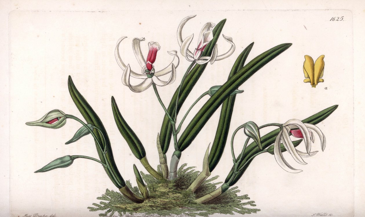 Orchid: Miniature Variety of Leptotes by Sydenham Teast Edwards