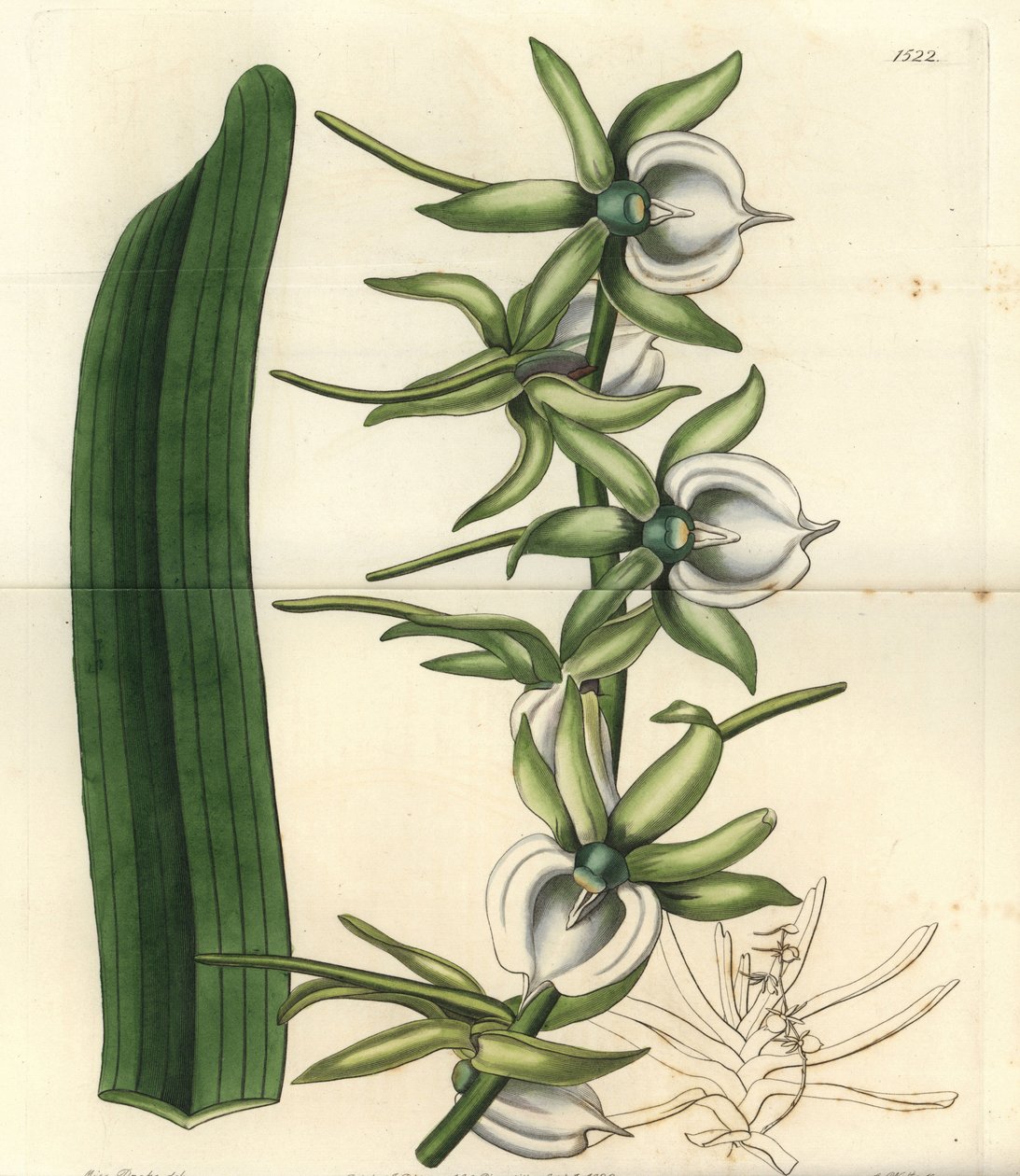 Orchid Variety of the Indian Ocean Islands - Ivory Angraecum Orchid by Sydenham Teast Edwards