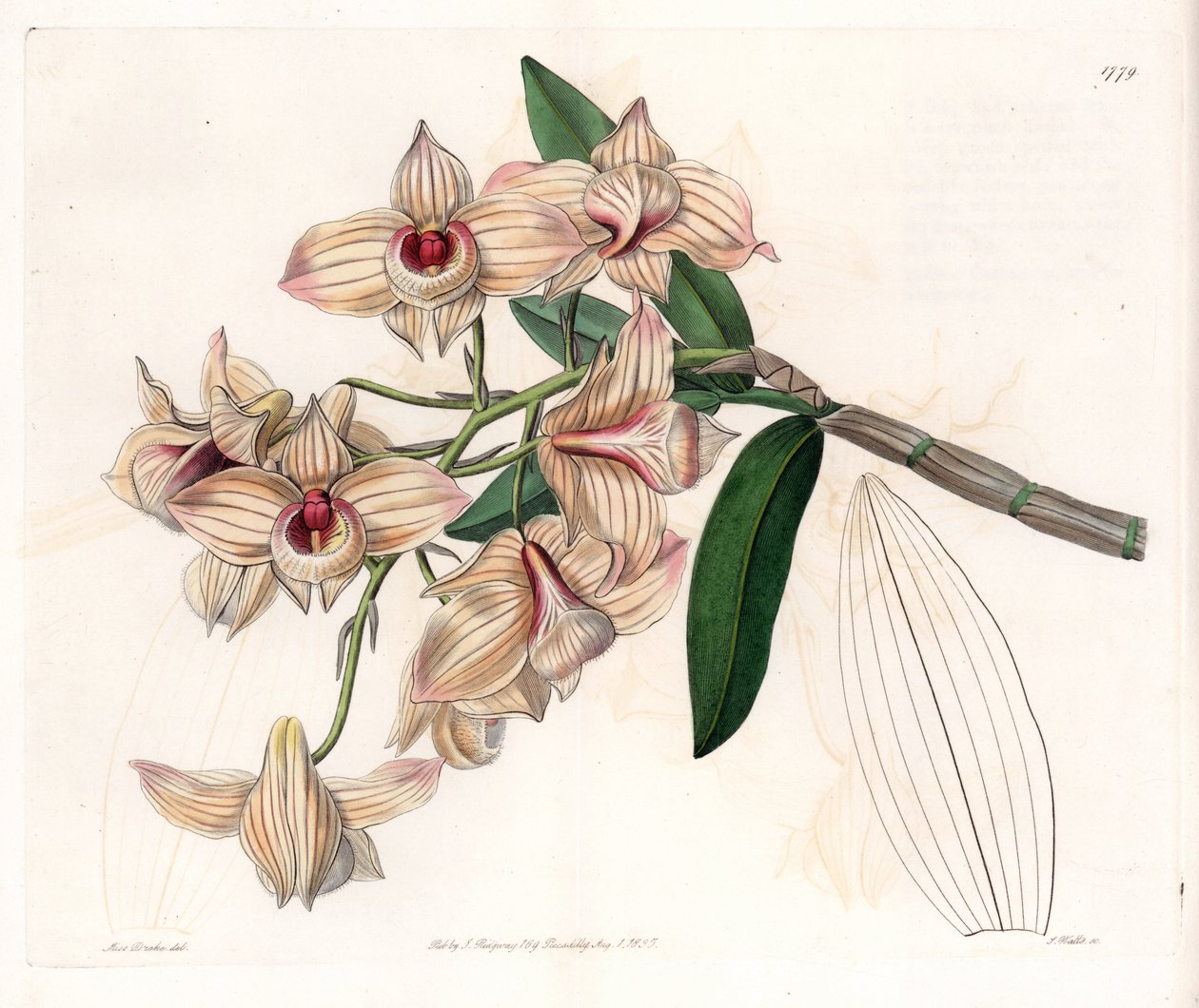 Orchid: Variety of Dendrobium by Sydenham Teast Edwards