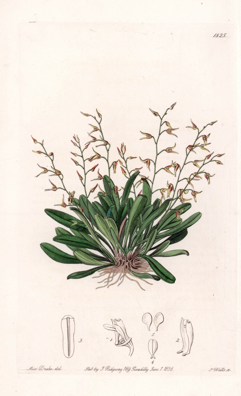 Orchid: Variety of Epidendre by Sydenham Teast Edwards
