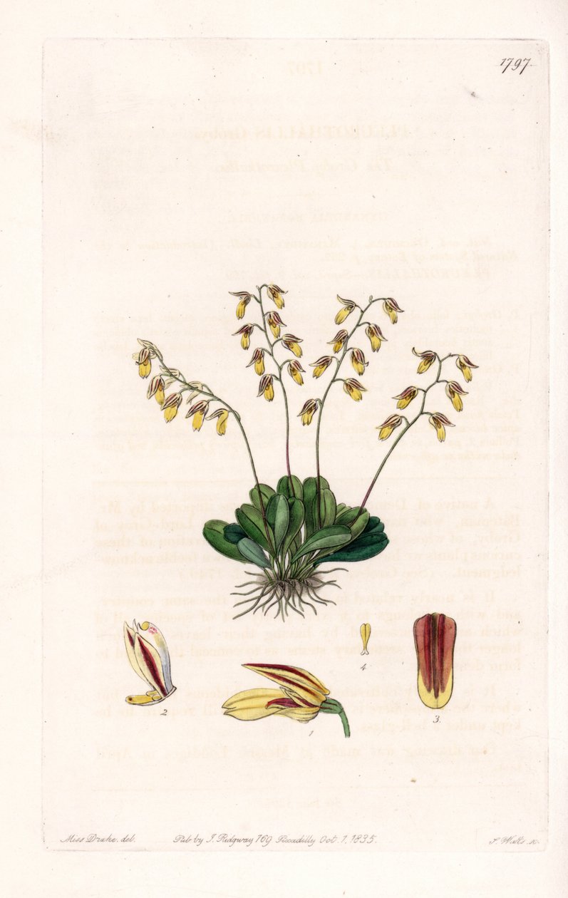 Orchid: Variety of Epidendre by Sydenham Teast Edwards