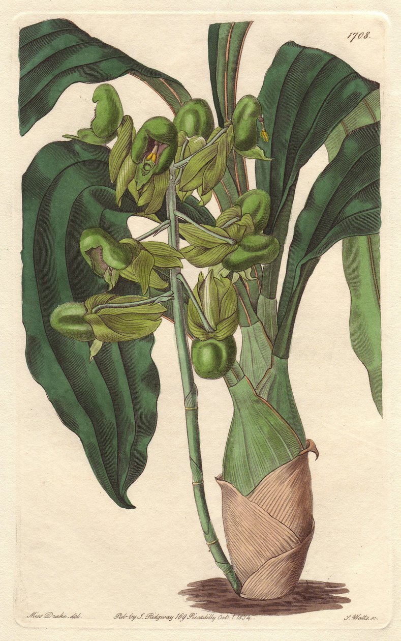 Orchidee Catasetum, native to Brazil by Sydenham Teast Edwards