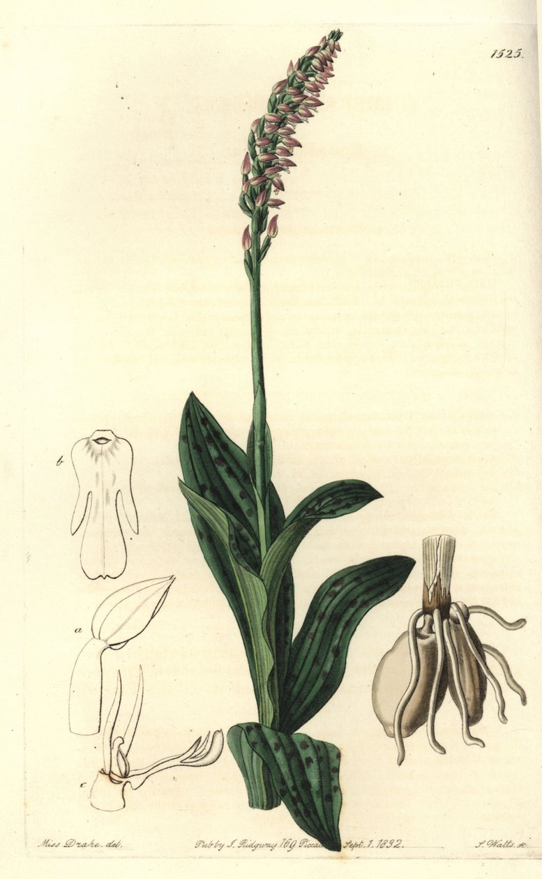 Orchid Neotine - Dense-flowered Orchid by Sydenham Teast Edwards