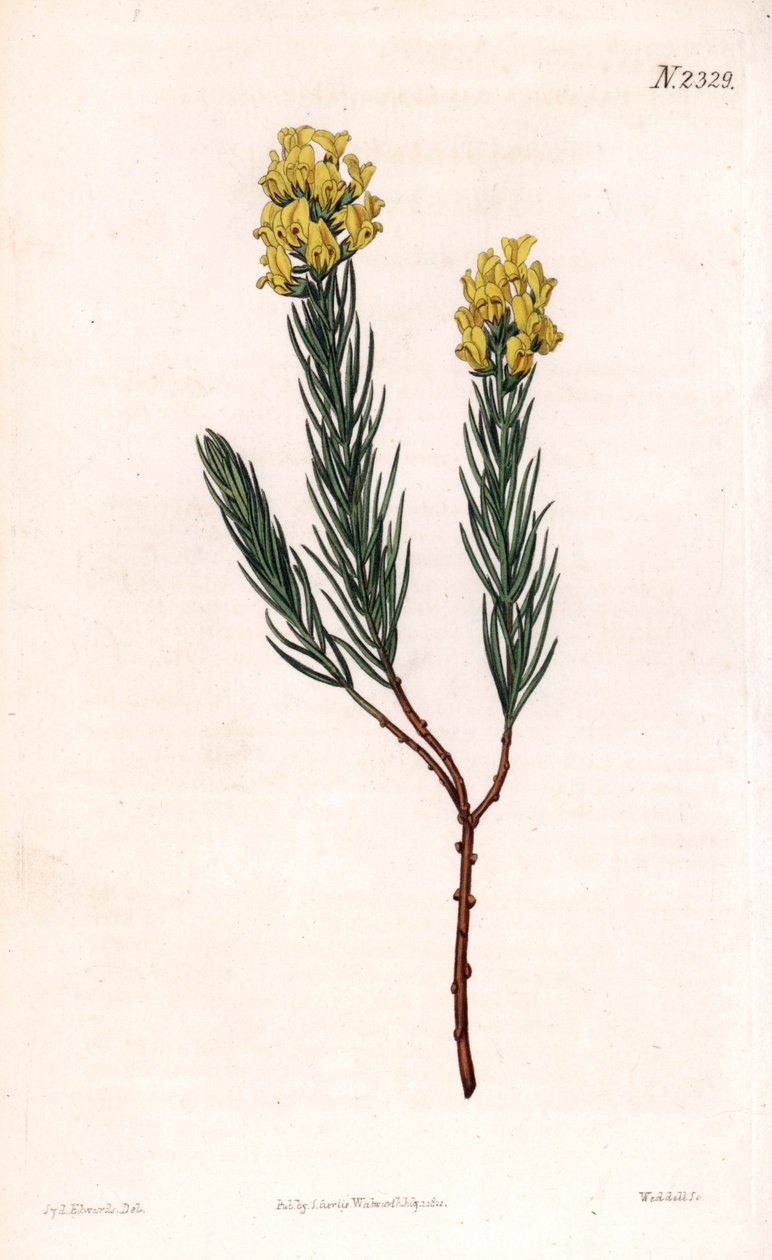 Oval Spiked Aspalathus by Sydenham Teast Edwards