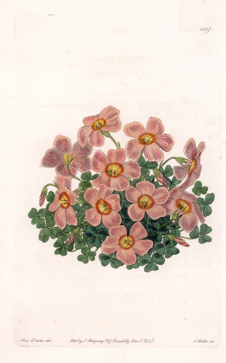 Oxalis Variete by Sydenham Teast Edwards