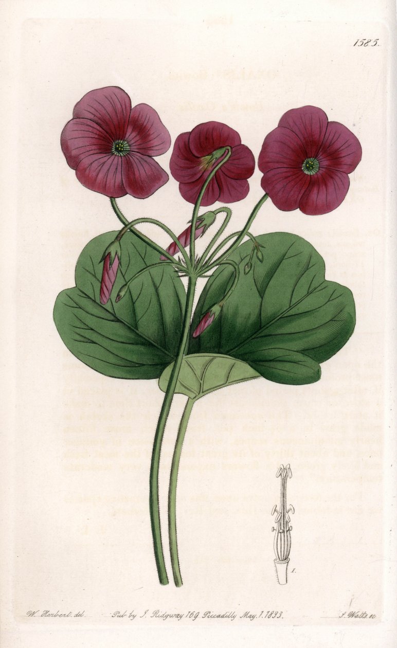 Oxalis de Bowie by Sydenham Teast Edwards