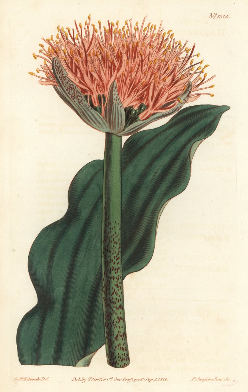 Paintbrush lily, Scadoxus puniceus (Wave-leaved bloodflower, Haemanthus puniceus). Handcoloured copperplate engraving by F. Sansom Jr. after an illustration by Sydenham Edwards from William Curtis