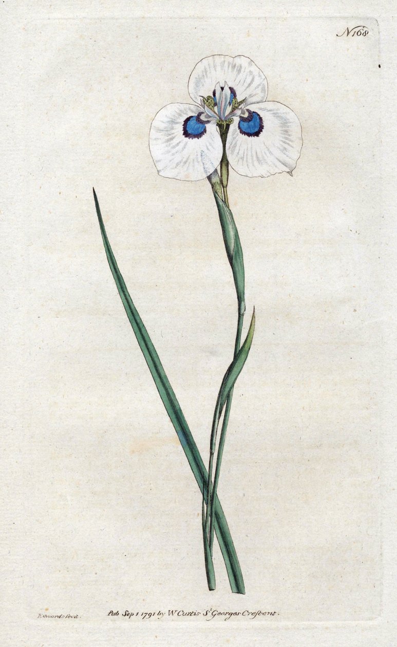 Peacock Iris - Lithography by Sydenham Edwards, plate from William Curtis