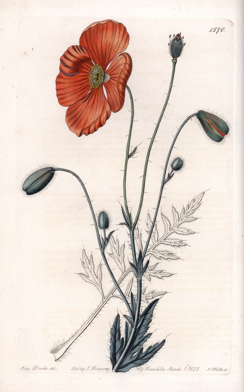 Persian Poppy Variety - Engraved by S.Watts, from an illustration by Sarah Anne Drake (1803-1857), from the Botanical Register of Sydenham Edwards (1768-1819), England by Sydenham Teast Edwards