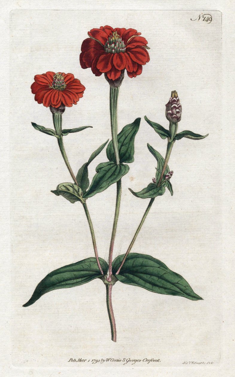 Peruvian zinnia or bresine by Sydenham Teast Edwards