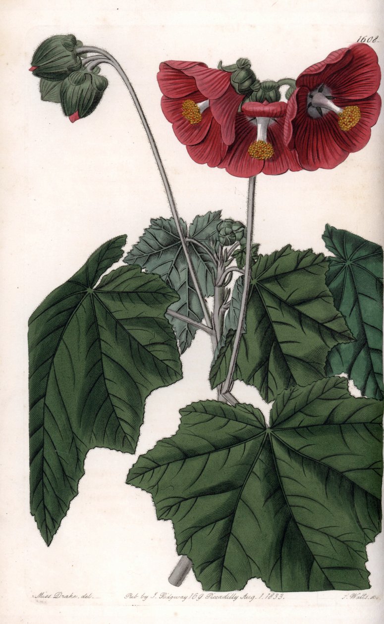 Phymosia Variete, Red Flowers, Native to Mexico by Sydenham Teast Edwards