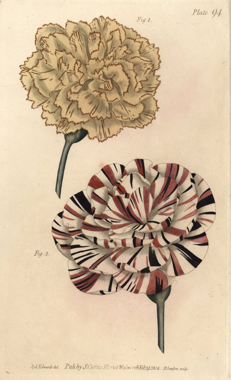 Picotee Carnation and Scarlet Bizard Carnation from William Curtis