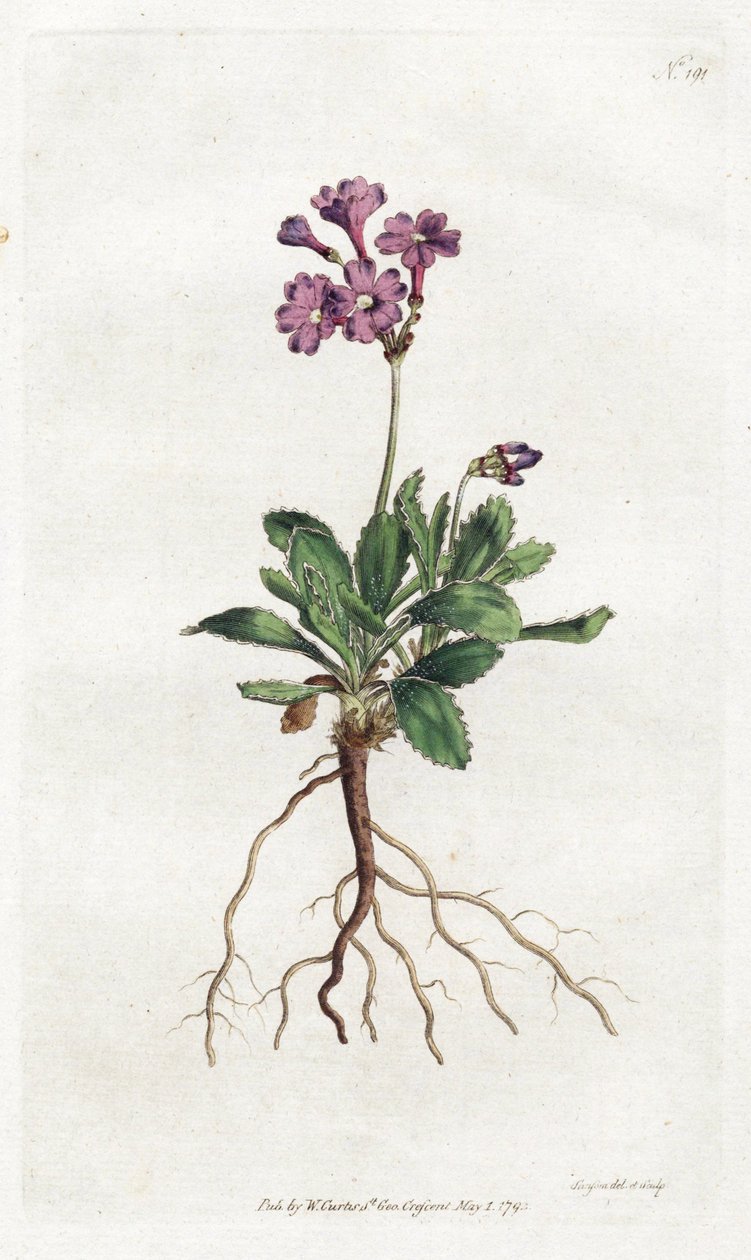 Primevere marginee - Lithograph by Sydenham Edwards, plate from William Curtis