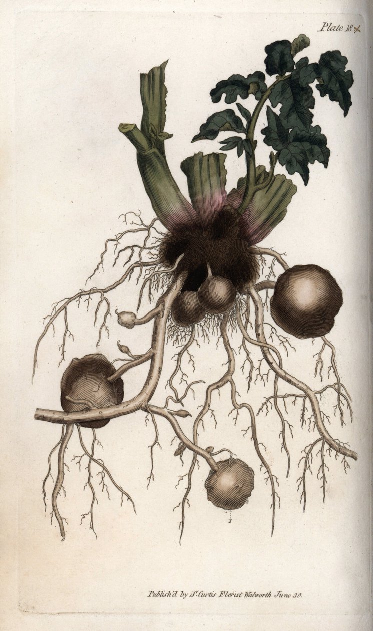 Roots and Tubers of a Seed Potato by Sydenham Teast Edwards