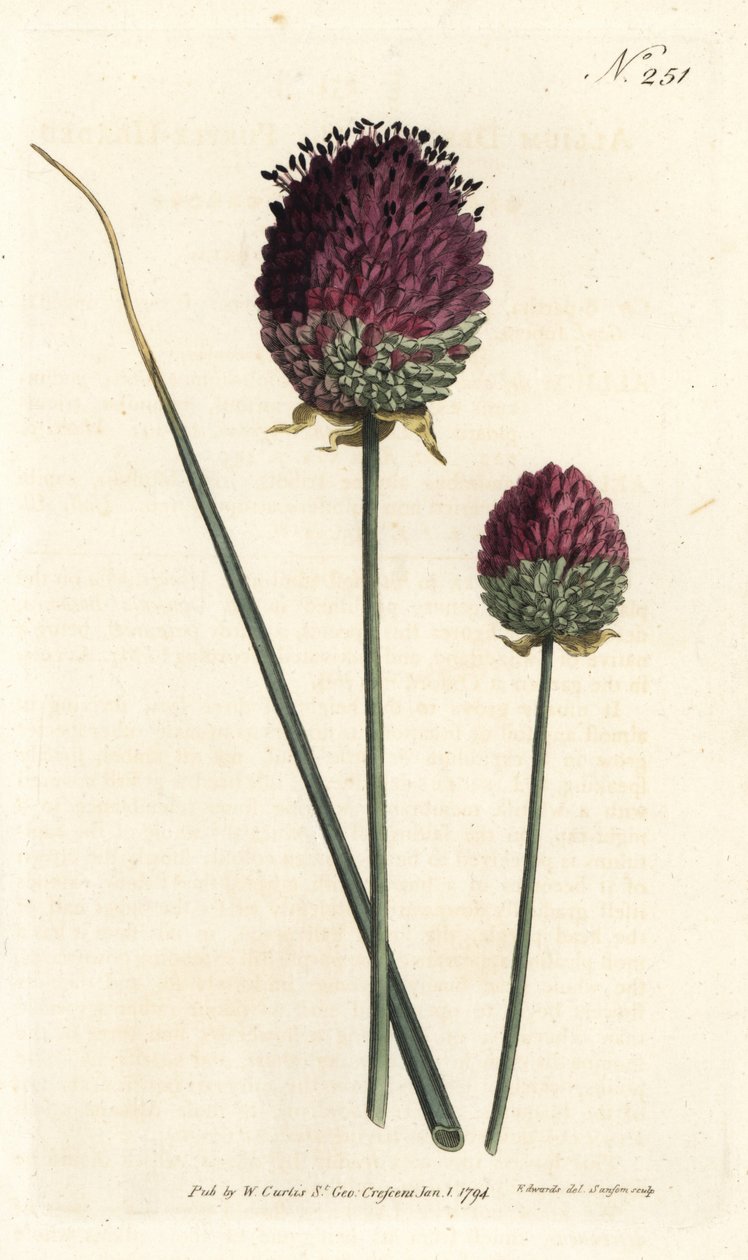 Round-headed Garlic by Sydenham Teast Edwards