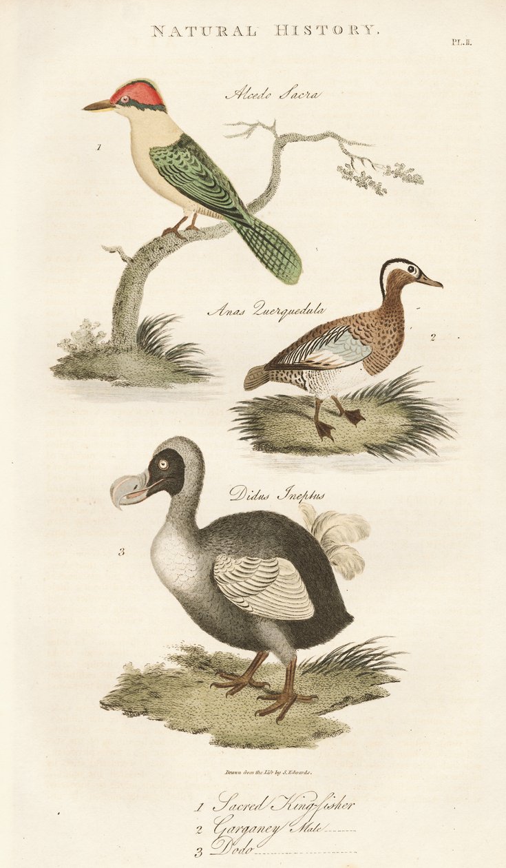 Sacred Kingfisher, Garganey and Dodo by Sydenham Teast Edwards