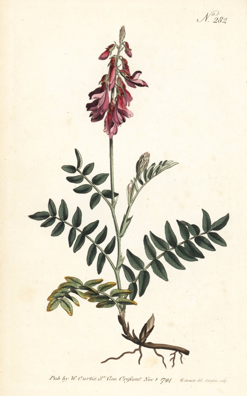 Alpine Sainfoin by Sydenham Teast Edwards