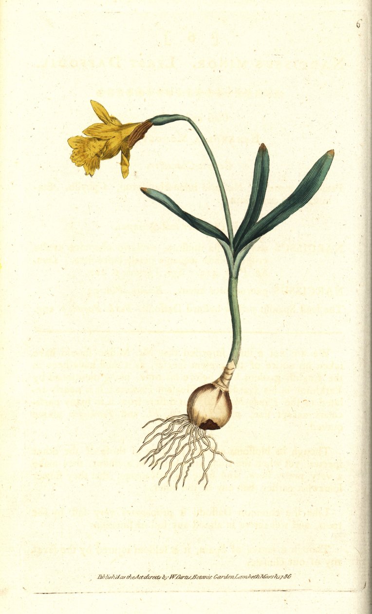 Small Narcissus by Sydenham Teast Edwards
