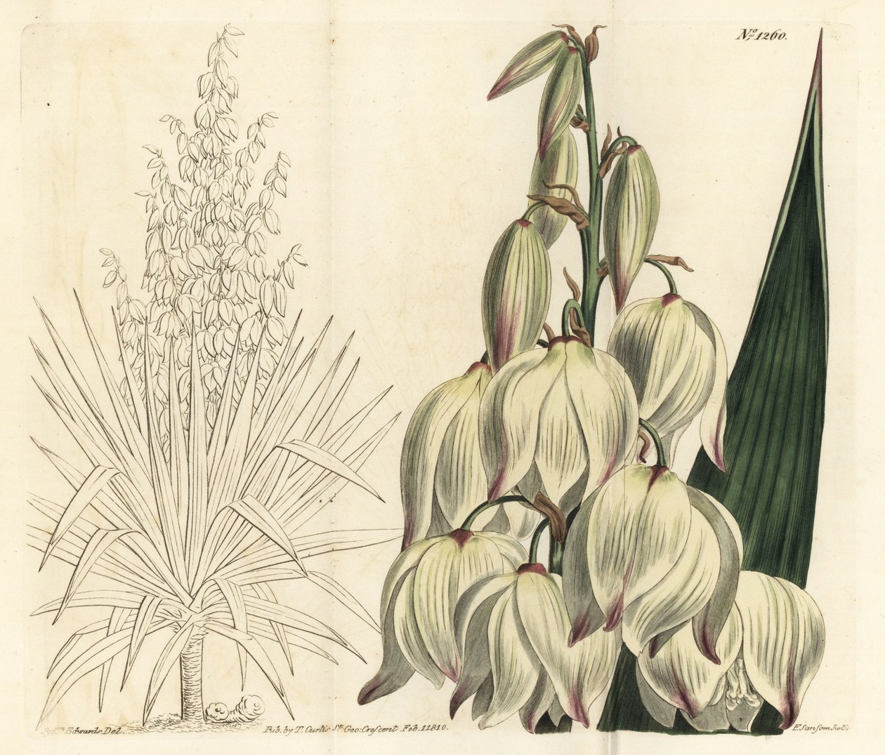 Spanish dagger or superb Adam