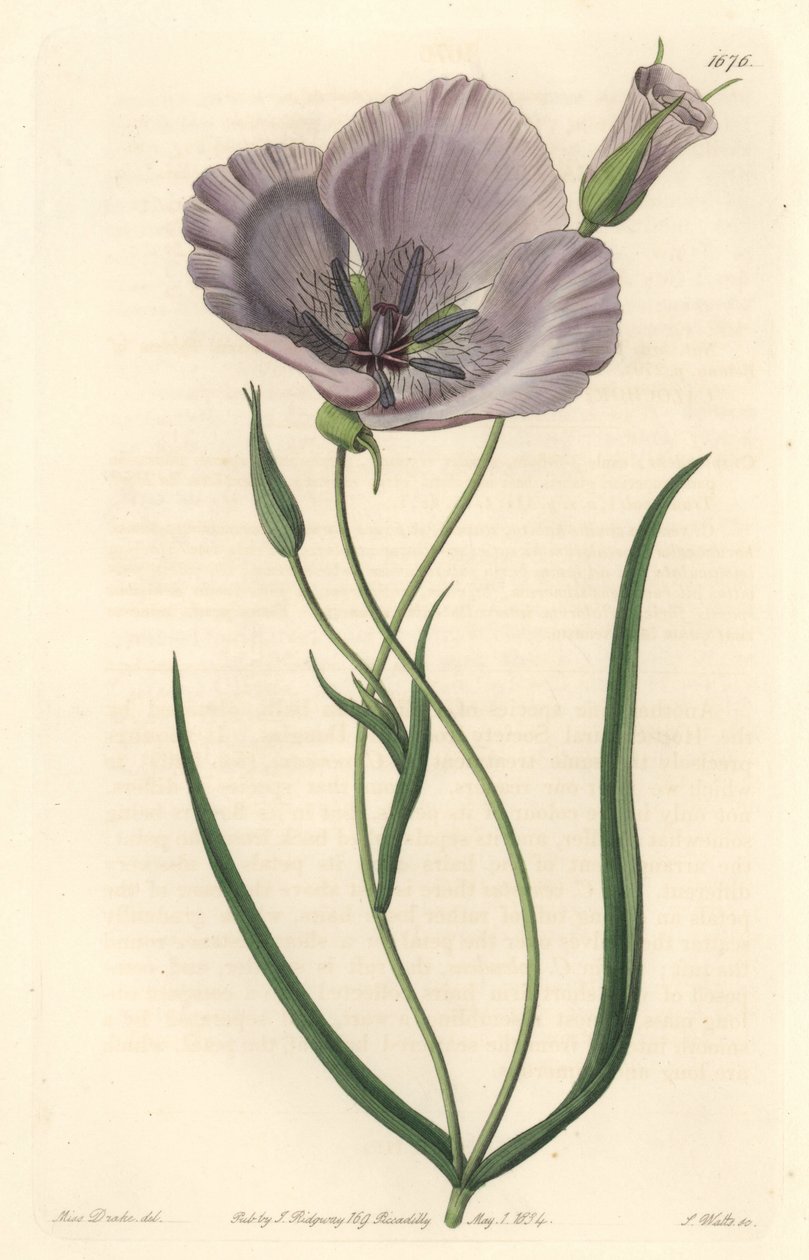 Splendid calochorte (splendid mariposa), native to California - Satiny calochortus or splendid mariposa lily, Calochortus splendens, Native to California - Handcoloured copperplate engraving by S. Watts after an illustration by Miss Drake, from Sydenham Ed by Sydenham Teast Edwards