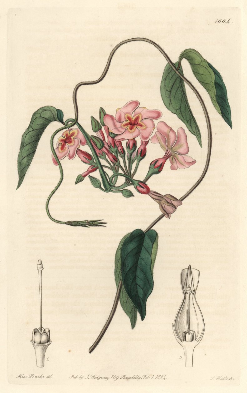 Stellar Echites, Native of Brazil by Sydenham Teast Edwards