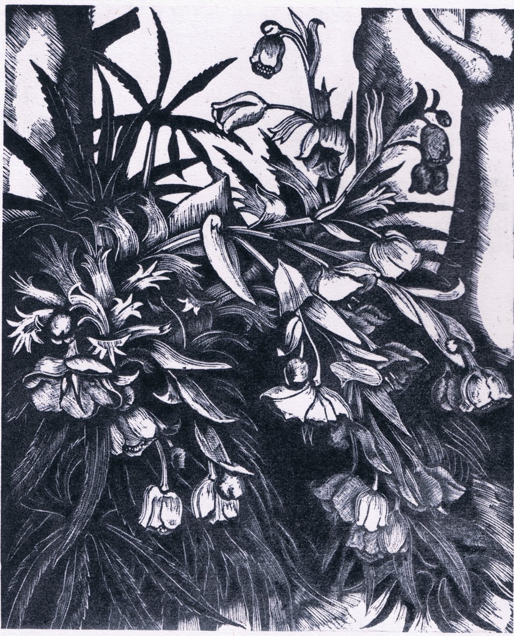 Stinking Hellebore, Nature in Britain Published by Collins by Sydenham Teast Edwards