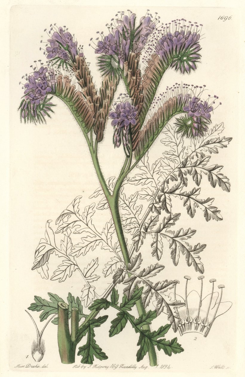 Tansy leaf phacelia, native to California - Water forte by S. Watts from an illustration by Sarah Anne Drake, from the Botanical Register by Sydenham Teast Edwards