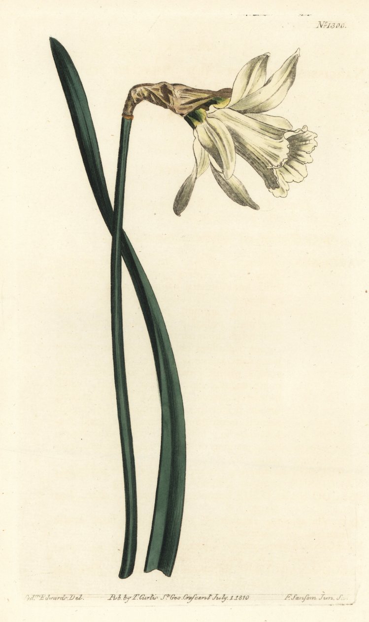 Smaller white Spanish daffodil, Narcissus pseudonarcissus subsp. moschatus (Narcissus moschatus). by Sydenham Teast Edwards