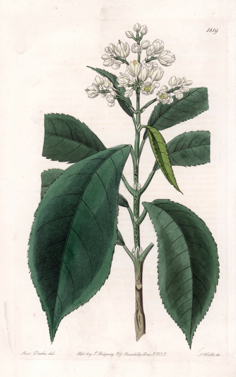 Turpinia Variety by Sydenham Teast Edwards