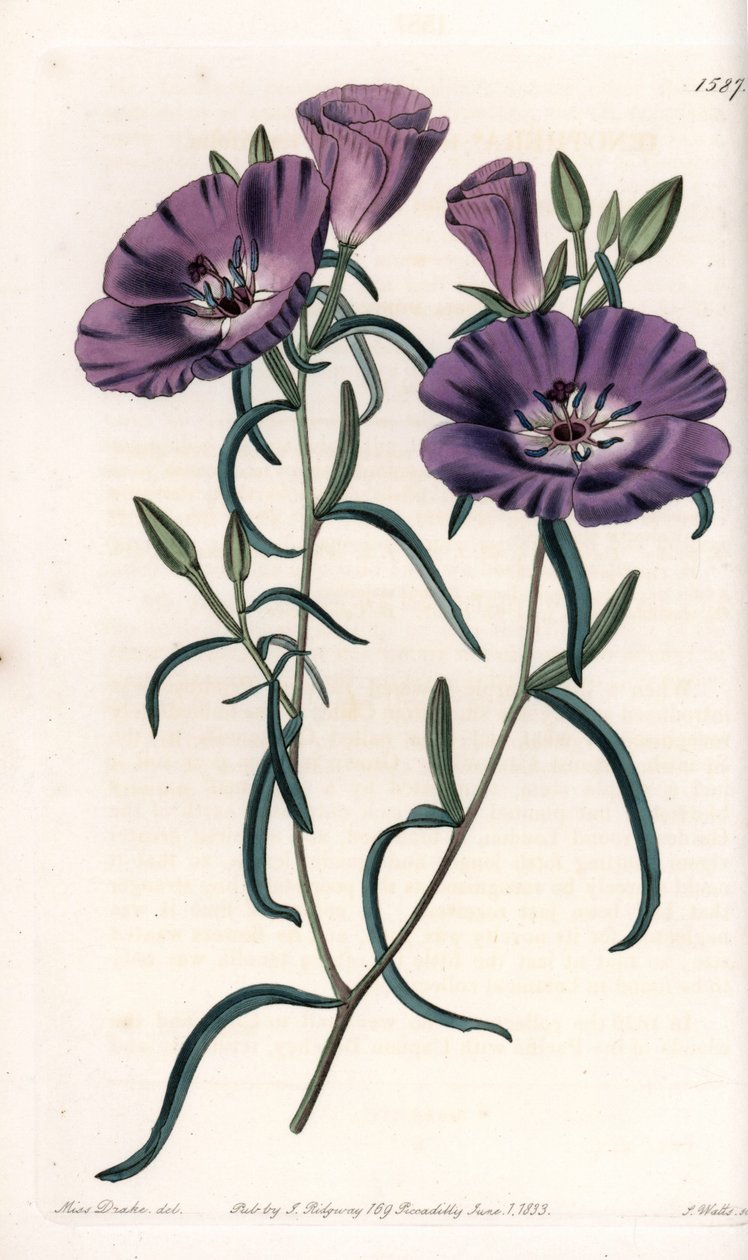 Variete of Clarkia, Native of South America by Sydenham Teast Edwards