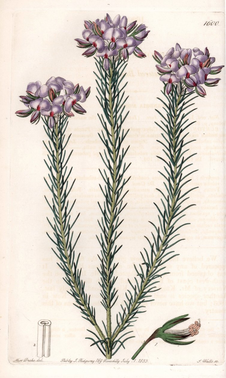 Variety of Gompholobium (Family of Leguminous Plants), Native to Australia. Handcoloured copperplate engraving from Sydenham Edwards