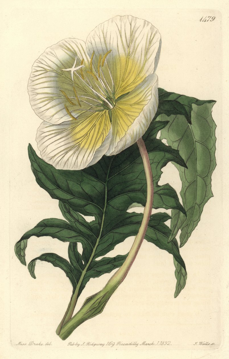 Variety of Oenothera or Grass with Donkeys or Evening Primrose - White Upright Evening Primrose, Oenothera anisoloba. Handcoloured copperplate engraving from Sydenham Edwards
