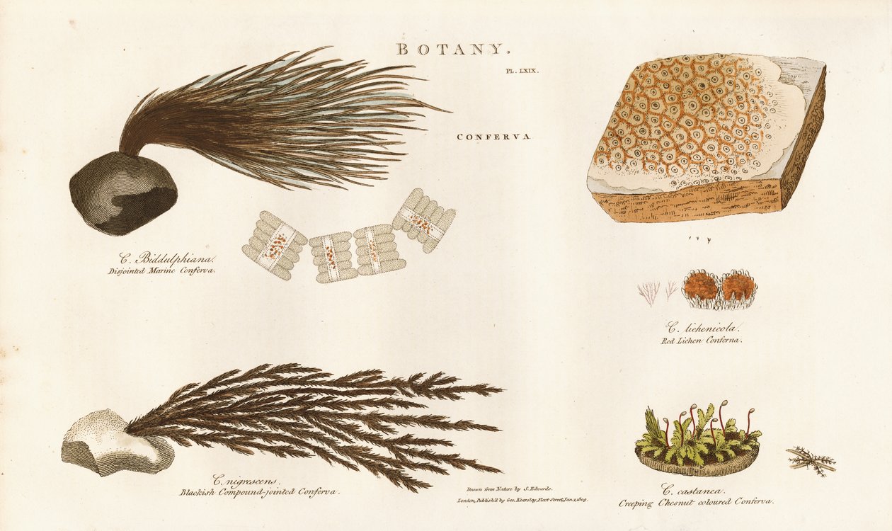 Various Algae Species (Conferva) by Sydenham Teast Edwards
