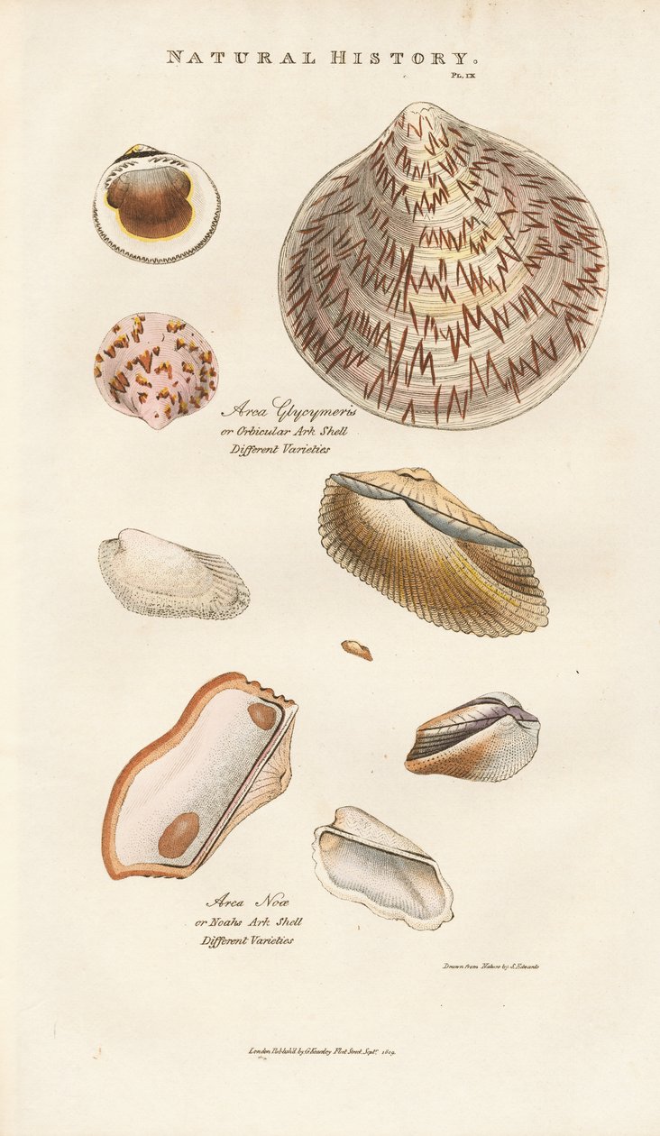 Various Ark Shells by Sydenham Teast Edwards