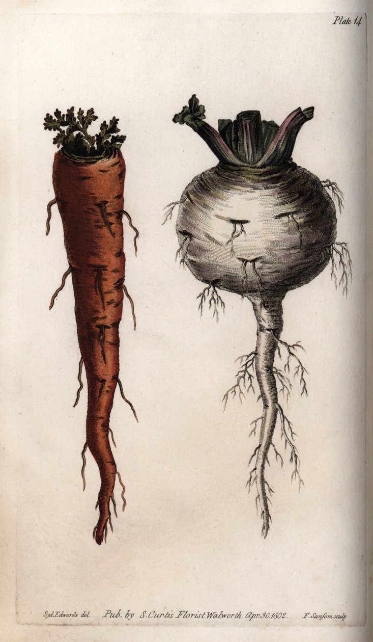 Vegetable roots: carrot and turnip. by Sydenham Teast Edwards