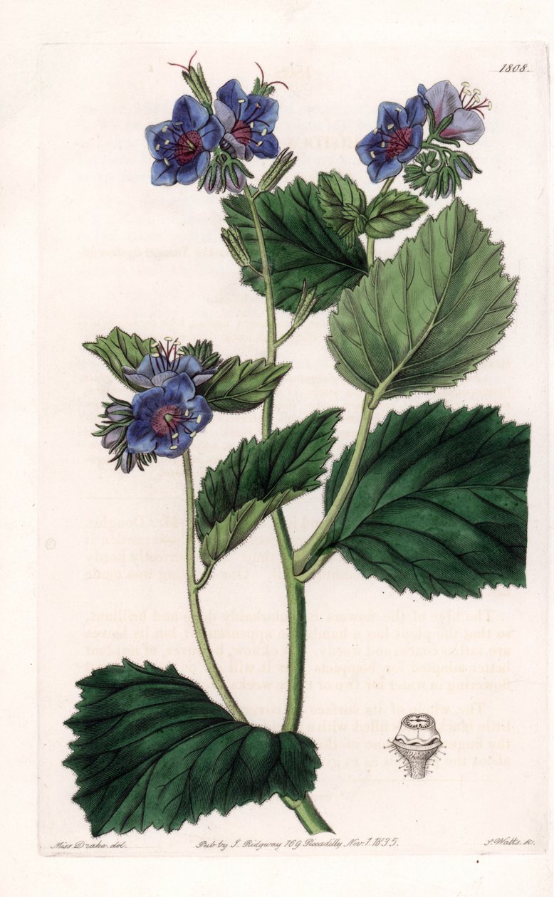 Viscous Phacelia by Sydenham Teast Edwards