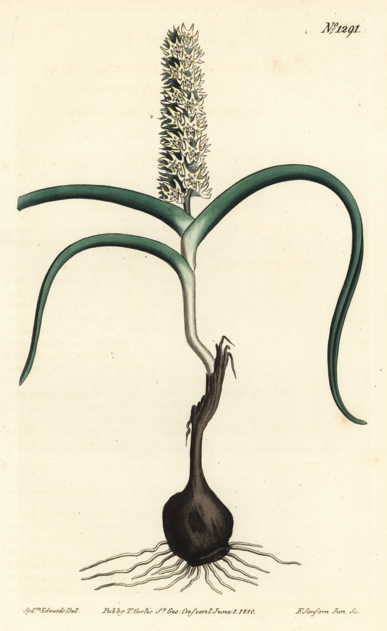Many-flowered Melanthium from William Curtis