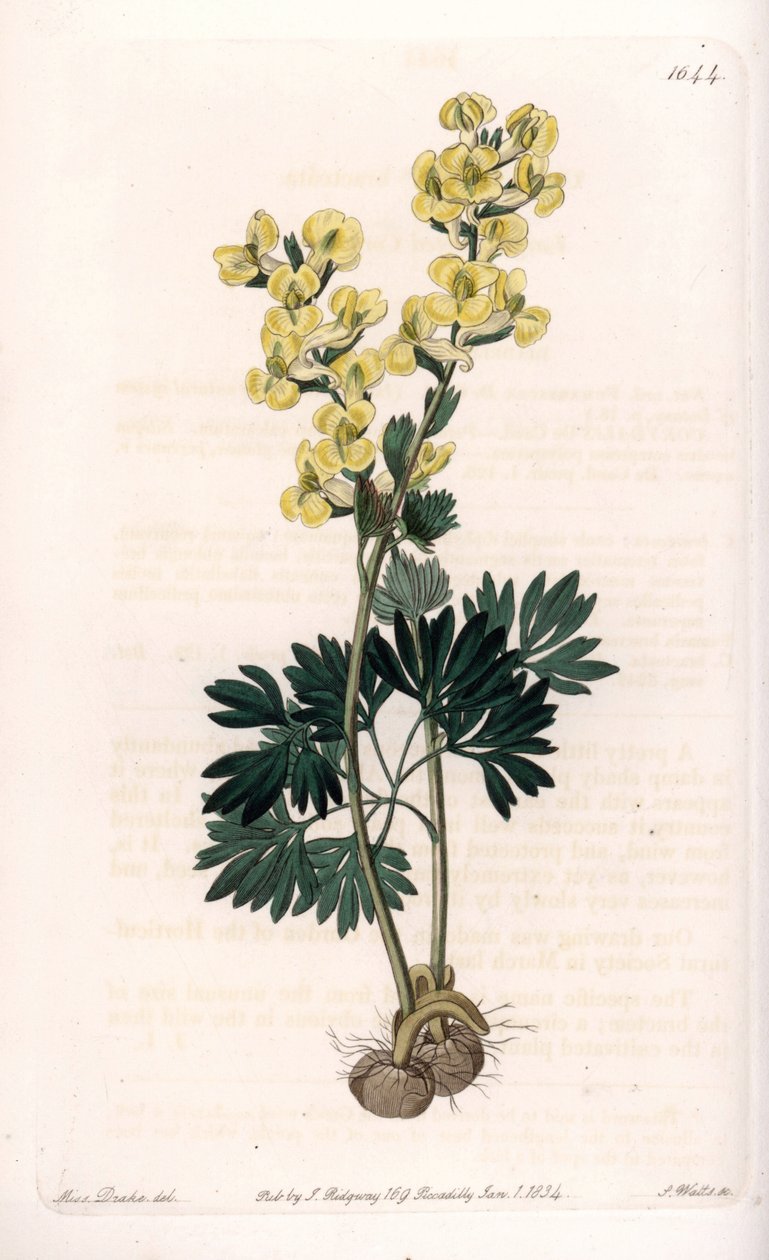 Yellow-flowered corydale variete - Engraved by S.Watts, from an illustration by Sarah Anne Drake, from the Botanical Register of Sydenham Edwards by Sydenham Teast Edwards