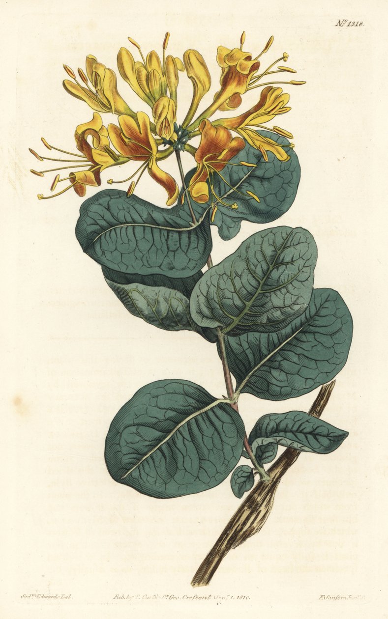Yellow-flowered Woodbine from William Curtis