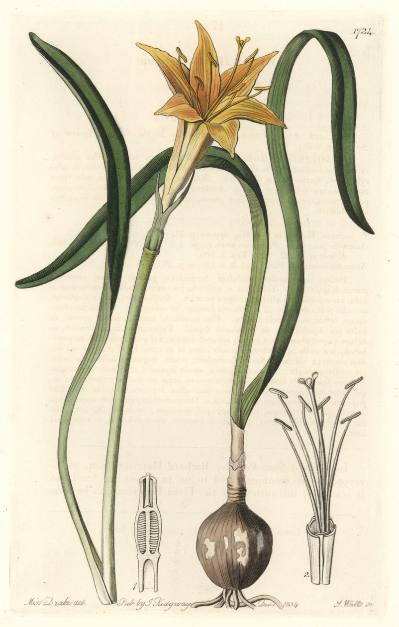 Yellow Pyrolirion (Amaryllis Arvensis), Native to Peru - Engraved by S. Watts, from an illustration by Sarah Anne Drake, from the Botanical Register by Sydenham Teast Edwards