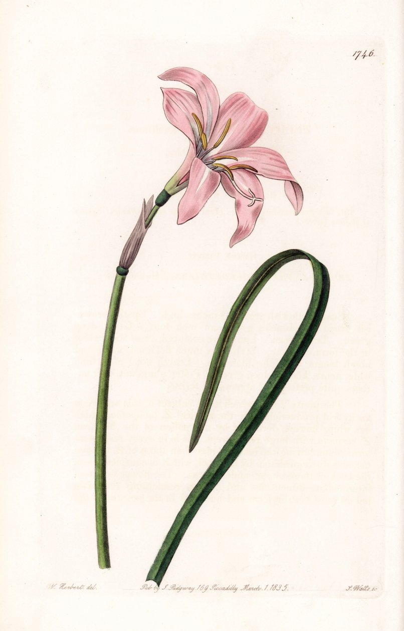 Zephyranthes Hybrid Variety - Engraved by S. Watts, from an illustration by Sarah Anne Drake, from the Botanical Register of Sydenham Edwards by Sydenham Teast Edwards