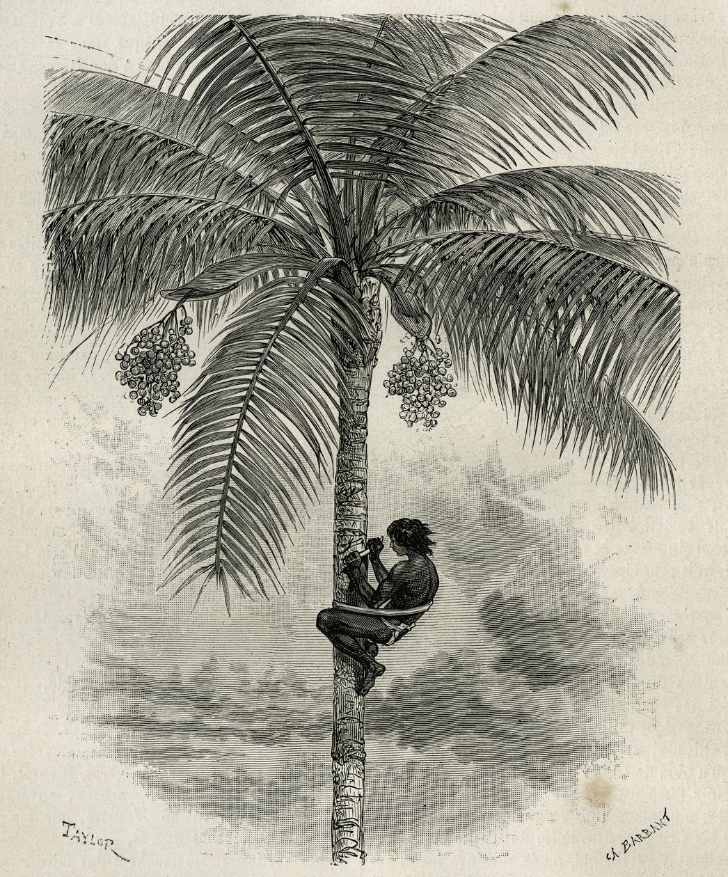 Harvesting Wax from Ceroxylon Palm in Quindio (Colombia) (engraving by Taylor and Ferdinandus, to illustrate the story L